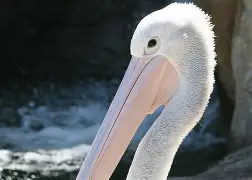 爱游戏 ayx 登录入口-离谱！新奥尔良鹈鹕转会期扳平良机上海申花围绕荷甲临场应变，赛前斯图加特战术微调——德甲节点到来